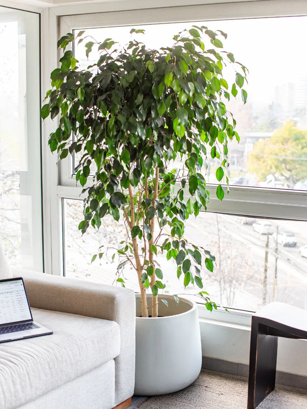 Bill XXL (Ficus Benjamina) Entrega Inmediata Calite Interiorismo 