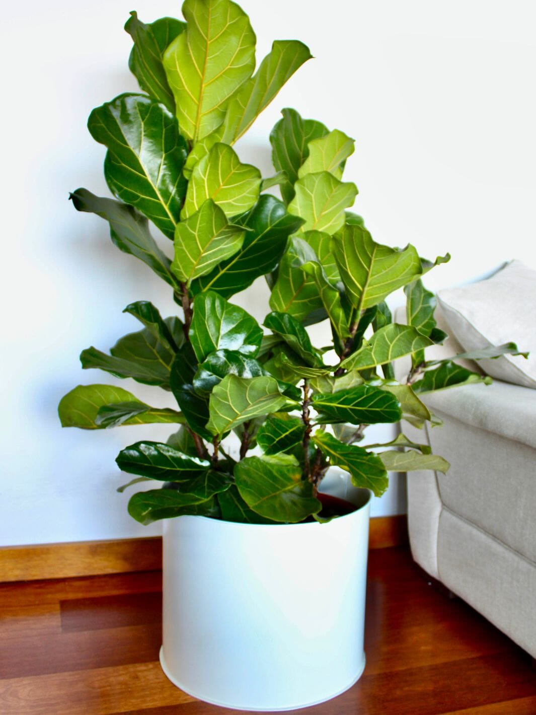 Fidel XXL (Ficus Lyrata) Entrega Inmediata Calite Interiorismo 