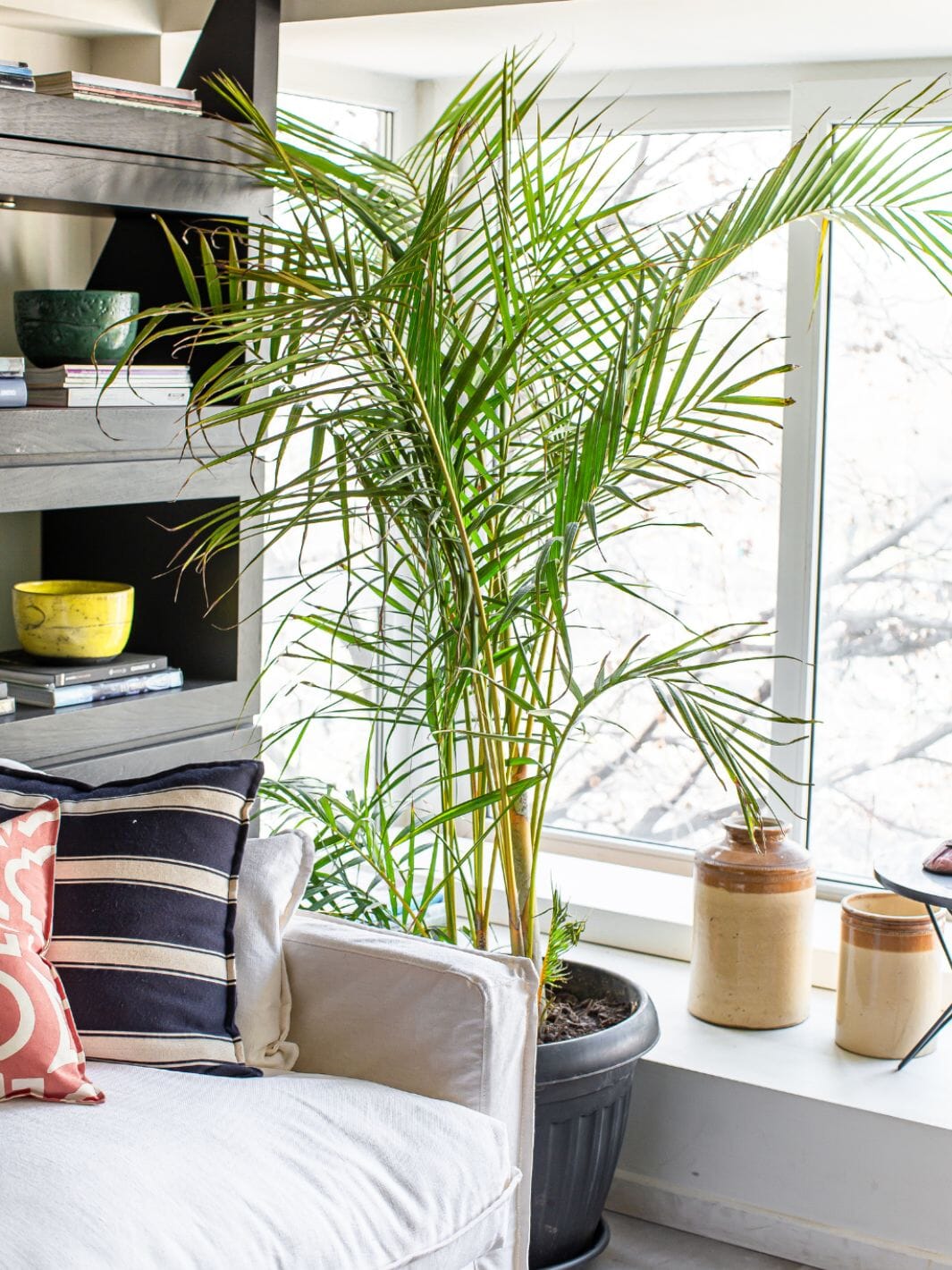 Palmera Areca Gigante Entrega Inmediata Calite Interiorismo 